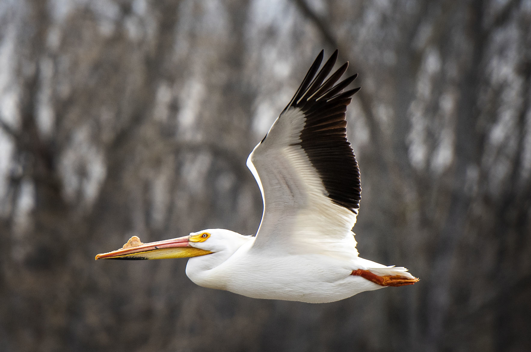 190423_PELICANS01